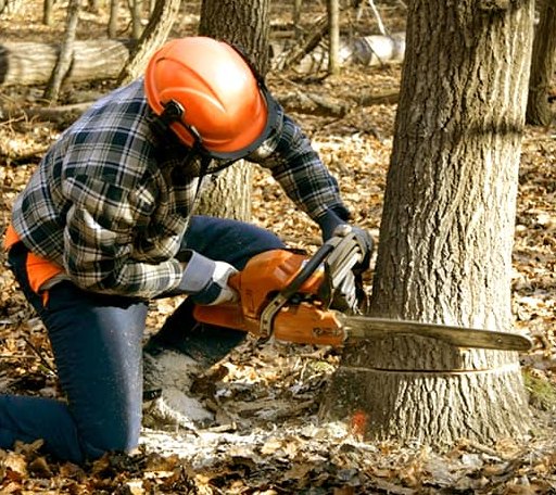 Tree Removal in Litchfield, NH